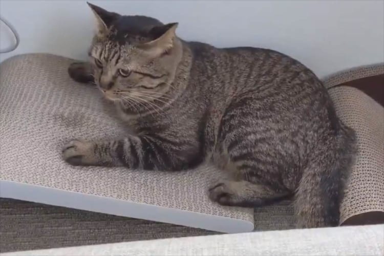 爪とぎに失敗するニャンコ！倒れても、しがみついているのがとってもかわいい！！