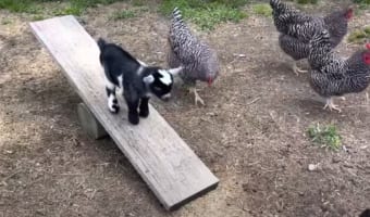 恐るおそるシーソーに乗った子ヤギちゃん。シーソーの遊び方を把握して大興奮で楽しそう!