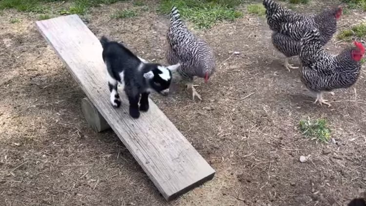 恐るおそるシーソーに乗った子ヤギちゃん。シーソーの遊び方を把握して大興奮で楽しそう！