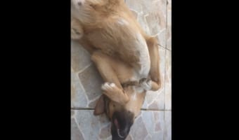 お腹をナデナデしてもらうためならば!たとえ永遠でもこのポーズでおりましょう!!そんな 甘えん坊なワンコがかわいすぎる!