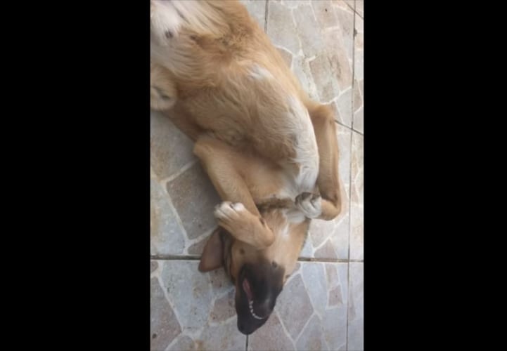 お腹をナデナデしてもらうためならば！たとえ永遠でもこのポーズでおりましょう！！そんな 甘えん坊なワンコがかわいすぎる！