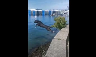 まるで『飛び込み』の選手みたい！ ワンコが見せた海への大ジャンプがスゴい！