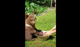 飲み水に豪快に頭を突っ込んじゃう!そんなヤンチャな子グマがかわいすぎる!