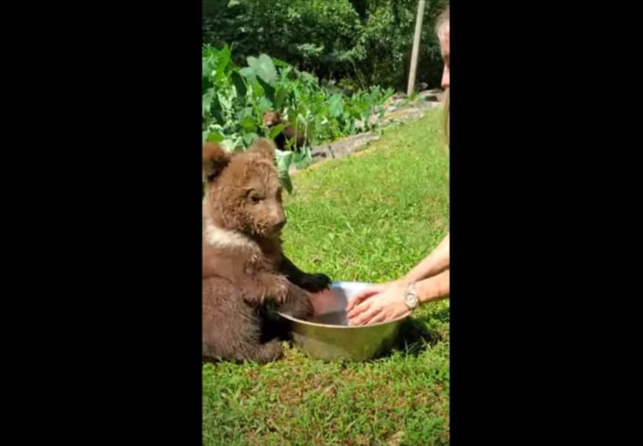 飲み水に豪快に頭を突っ込んじゃう！そんなヤンチャな子グマがかわいすぎる！