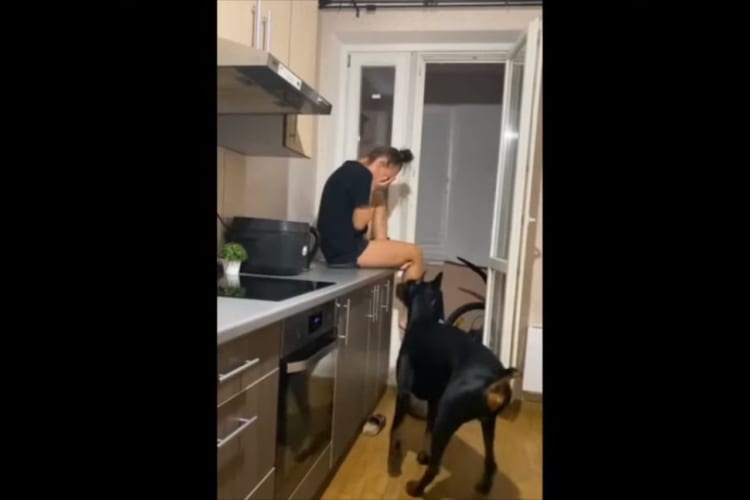 飼い主が目の前で泣き始めたら・・・その際のドーベルマンの行動に胸を打たれる