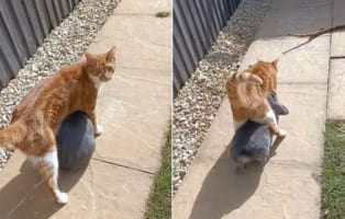 「この子なんニャの・・・」どうしてもニャンコの体の下に潜りこみたいウサギさん