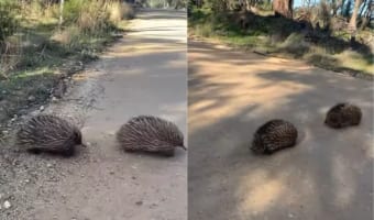 スゴくかわいい「ハリモグラ列車」！これ実はとても大事で、かつレアな光景だった！