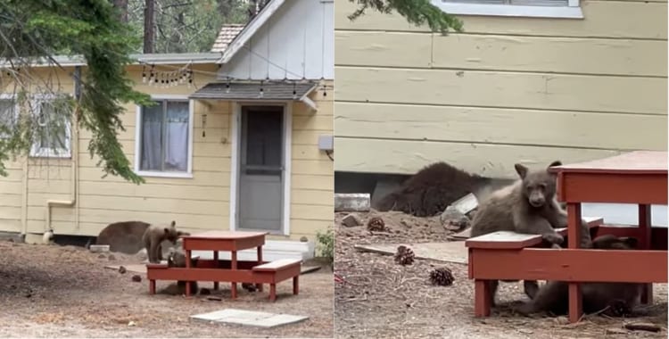 庭に置かれたテーブルで戯れるコグマ達と思いきや、その背後でビックリなことが行われていました！