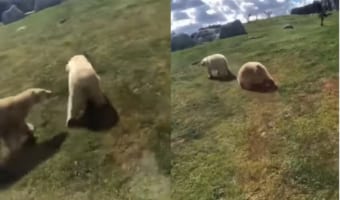 ホッキョクグマたちが追いかけっこをするのかと思いきや・・・このあと笑えてしまう姿を見せてくれました