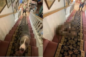 階段の降り方のクセが強いんじゃ～！上って来るのは普通なのに、下りていく時はどうにも個性的な姿になってしまうワンコ