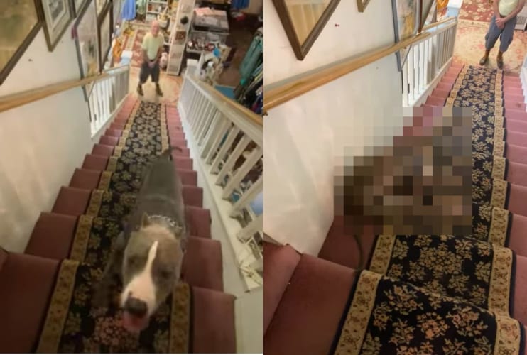 階段の降り方のクセが強いんじゃ～！上って来るのは普通なのに、下りていく時はどうにも個性的な姿になってしまうワンコ