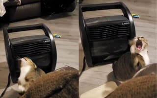 ニャンコはどうしても捕まえたい！冷風機から出る冷気相手に悪戦苦闘姿がたまらなくかわいい