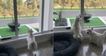 ある動物を見付けてテンション爆上がりなワンコたち。よほど嬉しかったのか思わず転げ回っちゃう！！