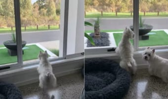 ある動物を見付けてテンション爆上がりなワンコたち。よほど嬉しかったのか思わず転げ回っちゃう!!