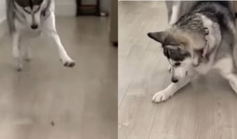 天才策士か？「あれ？おやつどこいった？」自分のおててで隠したおやつを見失ってしまったふりでもう一個おやつをゲットする様子