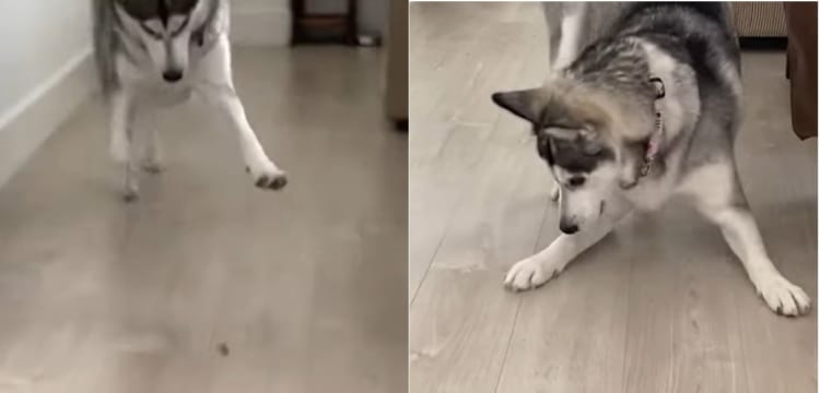 天才策士か？「あれ？おやつどこいった？」自分のおててで隠したおやつを見失ってしまったふりでもう一個おやつをゲットする様子