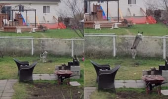 「こんな低いフェンスじゃ友情は阻めないぜ!」お隣さんとのフェンスを飛び越えて遊びに行くワンコ