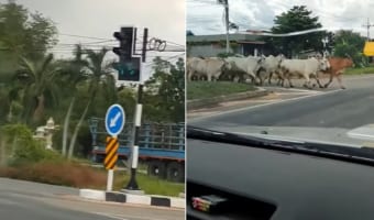 スゴい！みんな賢い！！牛さんたちが信号を守って交差点を横断していきました
