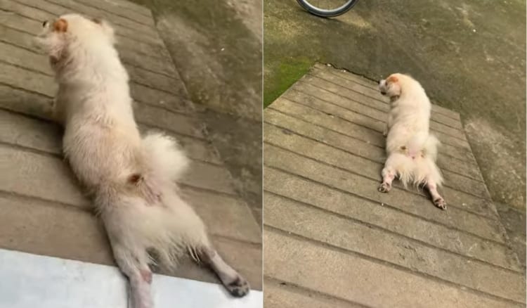 ズルッズルッ・・・スロープを滑っていくのがワンコはとても楽しいようです