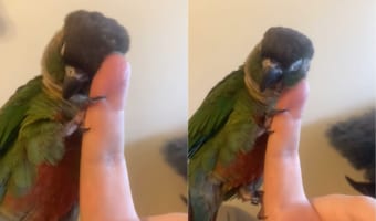 かわいすぎる・・・飼い主さんの指で頭をカキカキ頬をスリスリするオウムさん