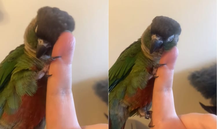 かわいすぎる・・・飼い主さんの指で頭をカキカキ頬をスリスリするオウムさん