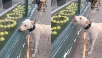 これ全部欲しい・・・テニスボールを使った店先のディスプレイに目が釘付けになってしまったワンコ