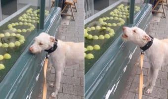 これ全部欲しい・・・テニスボールを使った店先のディスプレイに目が釘付けになってしまったワンコ