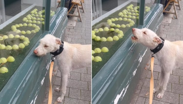 これ全部欲しい・・・テニスボールを使った店先のディスプレイに目が釘付けになってしまったワンコ