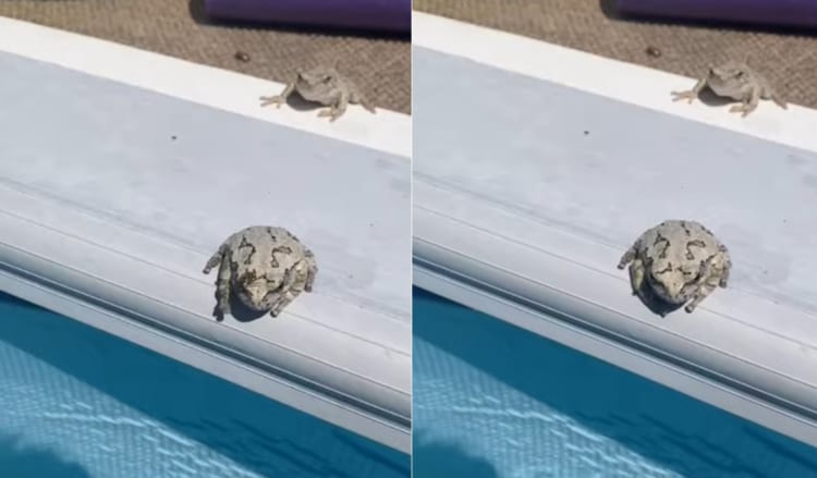 「うっとおしい！」体にまとわりつく虫をカエルが一閃！プールにはたき落とす！！