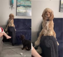 ぬいぐるみかと思ったら・・・不思議な座り方をするワンコでした！