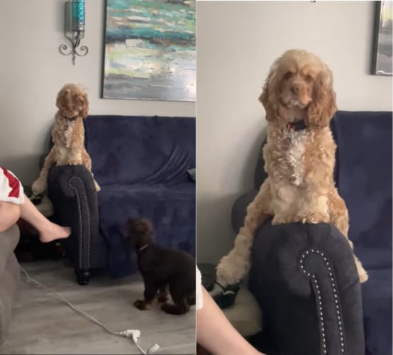 ぬいぐるみかと思ったら・・・不思議な座り方をするワンコでした！