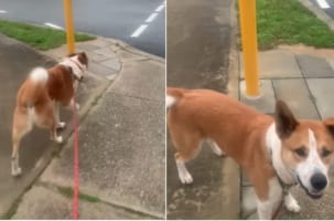 このワンコとっても賢いんです！なんと横断歩道に来たら○○をします！