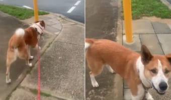 このワンコとっても賢いんです!なんと横断歩道に来たら○○をします!