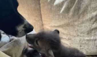 子犬とワンコの交流・・・ではなく、実はこれワンコと○○の心温まる交流なんです
