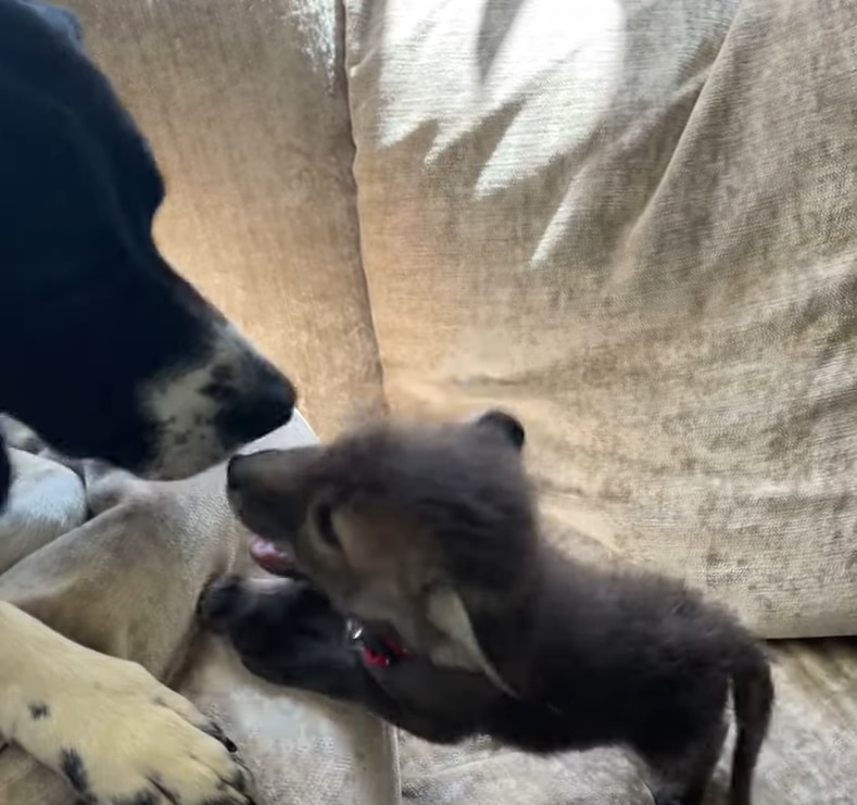 子犬とワンコの交流・・・ではなく、実はこれワンコと○○の心温まる交流なんです