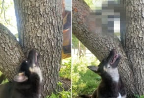 「いっぱい遊ぼ～！」友達の○○と木の下で遊ぶのが大好きなワンコ