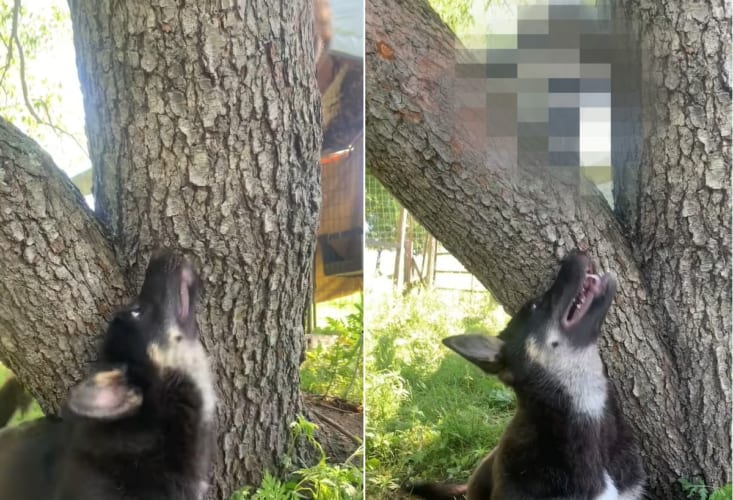 「いっぱい遊ぼ～！」友達の○○と木の下で遊ぶのが大好きなワンコ