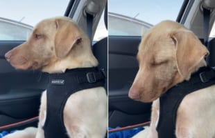 うつらうつらとしているのがかわいい。車の中で眠気と戦うワンコ