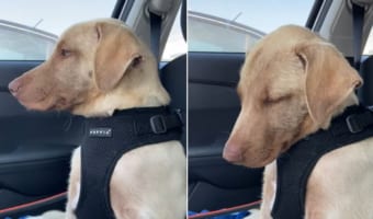 うつらうつらとしているのがかわいい。車の中で眠気と戦うワンコ