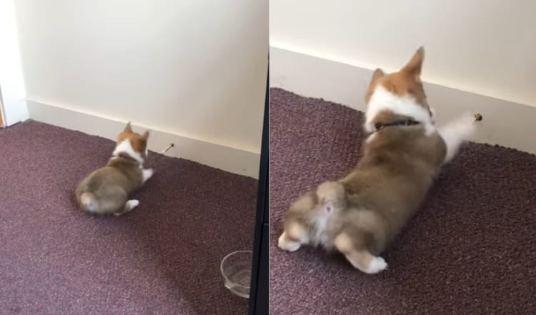 壁に向かってなにと戦っているのかと思いきや・・・、コーギーの相手は絶対動かない『アレ』でした