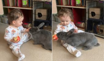 ウサギさんは赤ちゃんと遊んでいるのではなく、その手にあるリンゴを付け狙っていたようです・・・