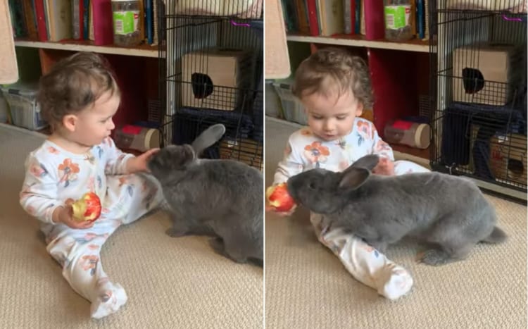 ウサギさんは赤ちゃんと遊んでいるのではなく、その手にあるリンゴを付け狙っていたようです・・・