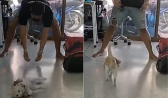 「これめっちゃ好き~!もっかいやって!!」床に滑らせてもらうのにどハマりしたニャンコがとても楽しそう!!