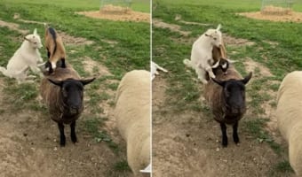 ヒツジさんの背中を八艘飛び!ヤギの子供が見せる軽業がかわいいうえにスゴい!