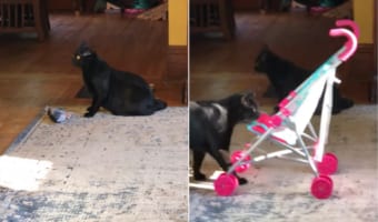 魚のオモチャで遊ぶニャンコを撮ろうとしたら・・・ベビーカーに乗りたがる別のニャンコの姿を捉えました
