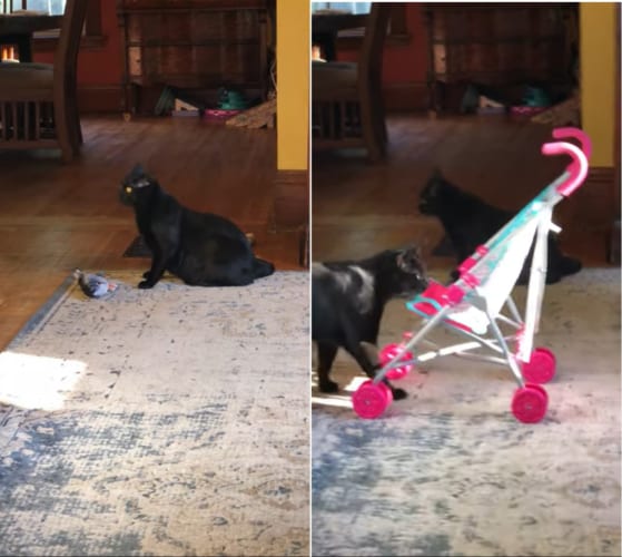 魚のオモチャで遊ぶニャンコを撮ろうとしたら・・・ベビーカーに乗りたがる別のニャンコの姿を捉えました