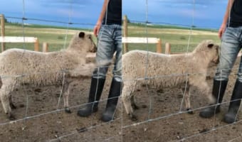 「もっと撫でて!」ナデナデが足りないと、小突いてアピールしてくるヒツジさんの姿が愛らしい