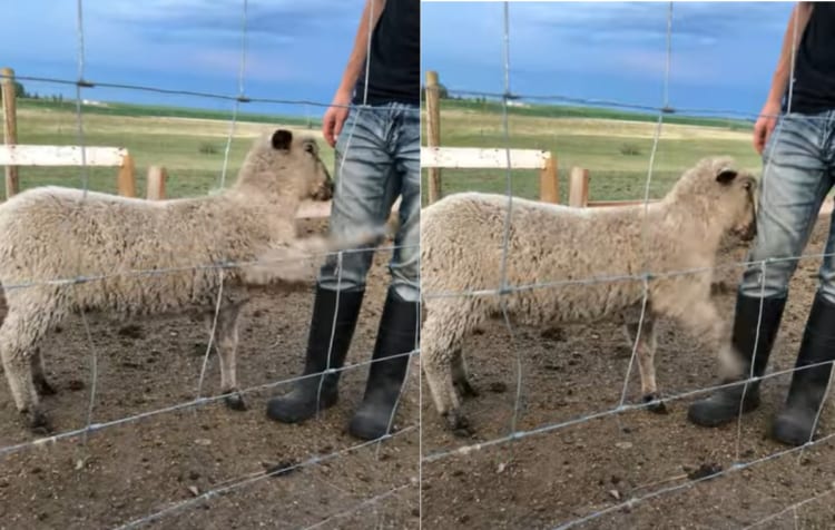 「もっと撫でて！」ナデナデが足りないと、小突いてアピールしてくるヒツジさんの姿が愛らしい