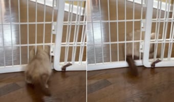 こんな細い場所も通れちゃうんだ・・・。目の細いペットフェンスを液体のようにすり抜けて行くフェレット。