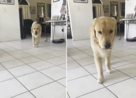 これには思わずギョッとしちゃう！ワンコがゆっくり近寄ってきたら・・・突然！！